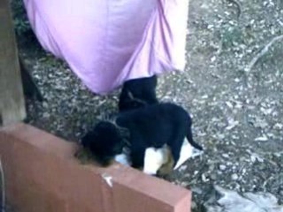 CHIOTS050708