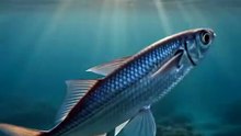 Flying Fish : The ocean acrobat that soars above the waves