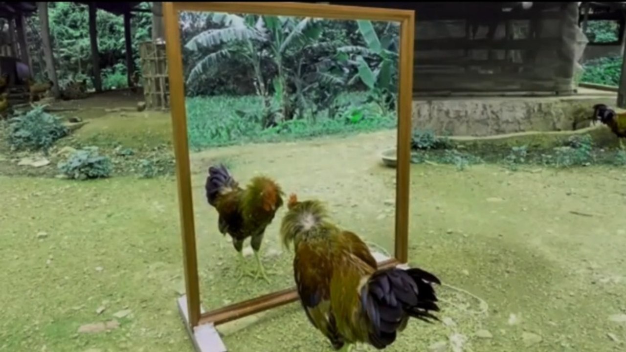 Rooster's reaction #animalshorts #roostershorts  #mirrorprank #funny