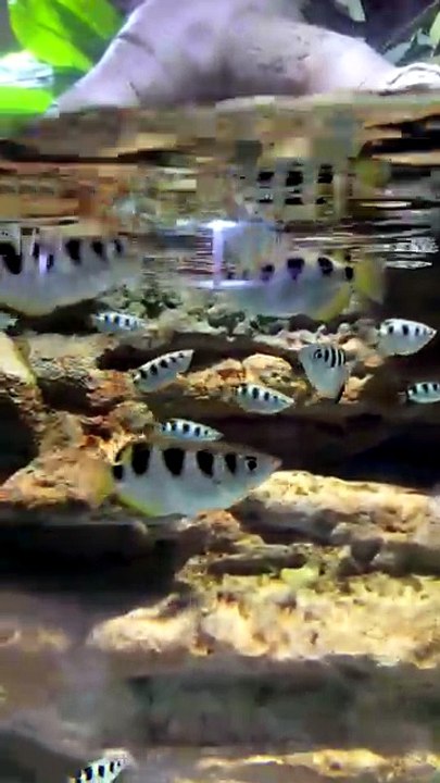 JOLIES COULEURS des poissons dubaïotes