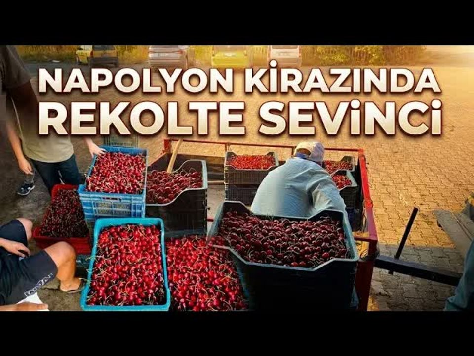 Afyon'da Napolyon Kirazı Hasadı Bereketiyle Yüz Güldürüyor