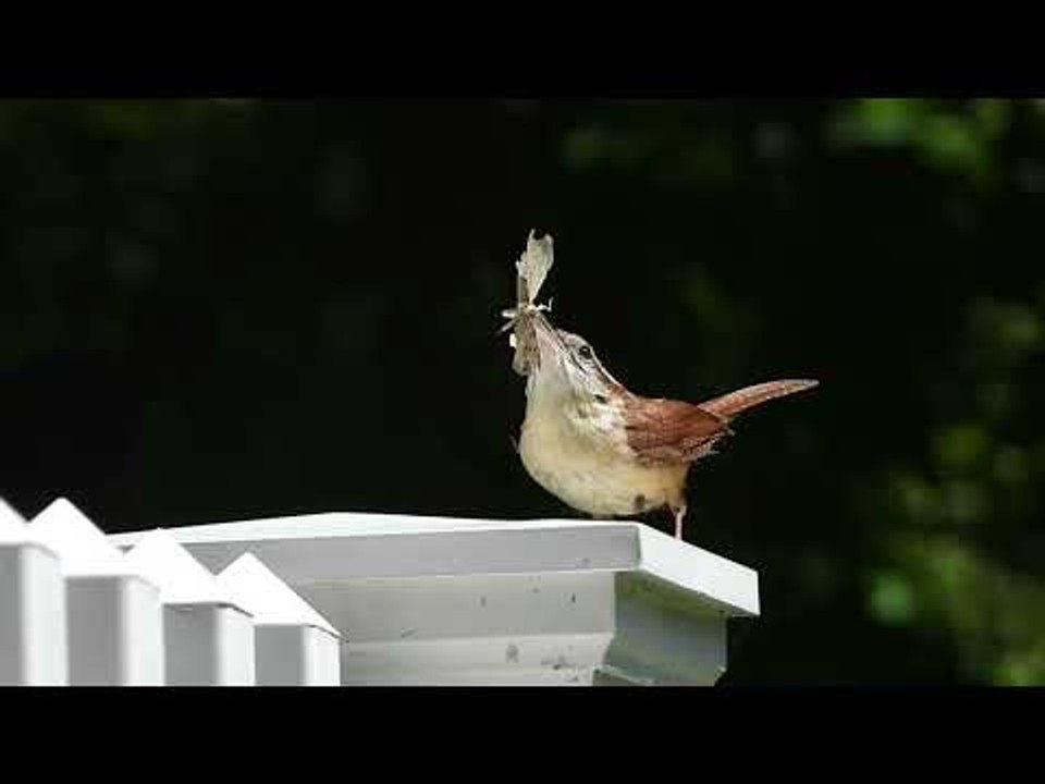 Carolina Wren Bird Holds Insect in Its Beak