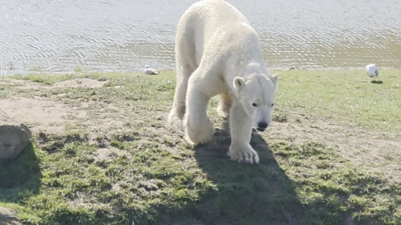 Heartwarming Polar Bear Slides into Pit, Embracing Arctic Joy