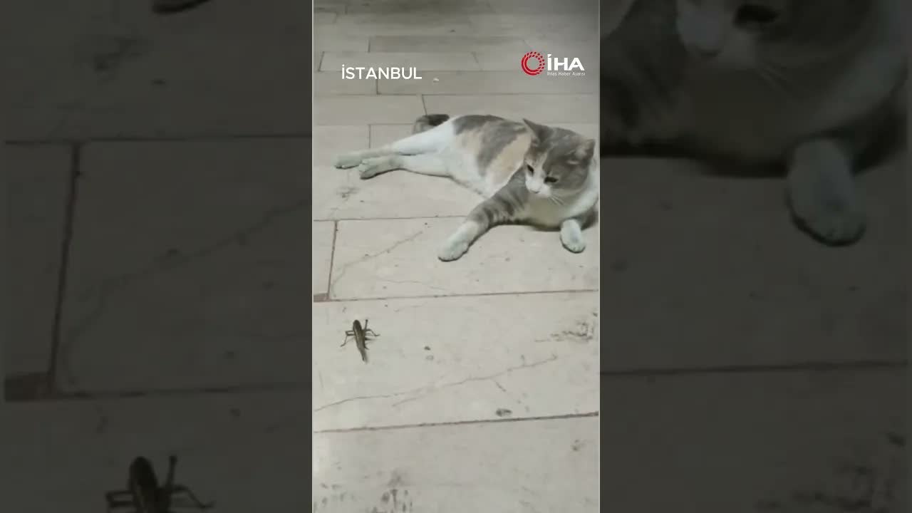 İstanbul'da Dev Çekirgeler: Vatandaş da Kedi de Peşine Düştü!