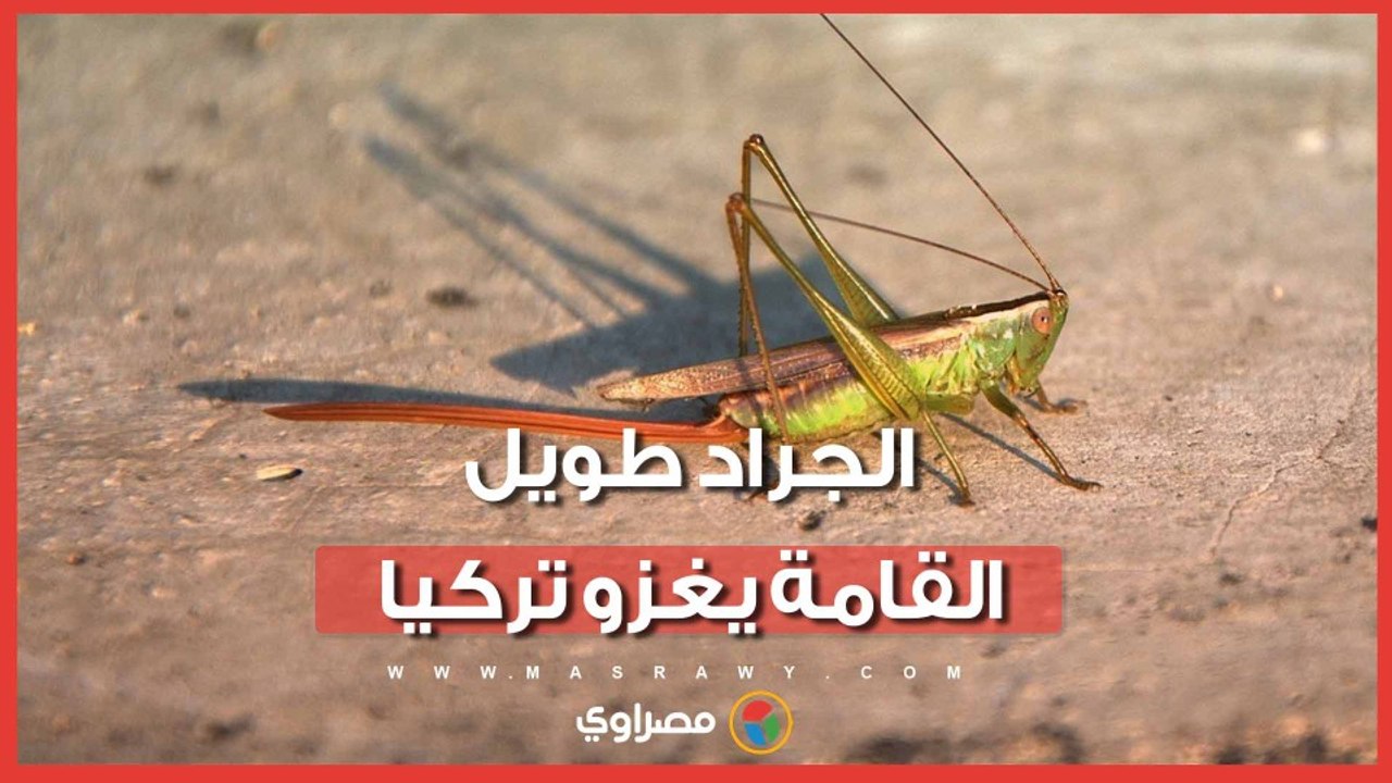 الجراد طويل القامة يثير حالة من الذعر في تركيا