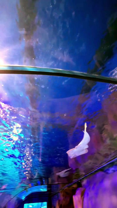 LE PLUS BEL aquarium de Dubaï Mall