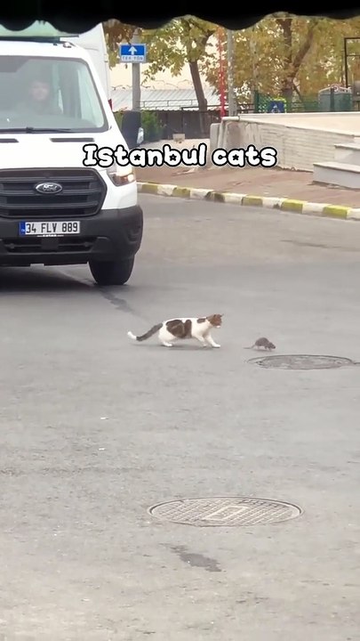 Istanbul cats #cat #funny #cats #cute #pets #fu...