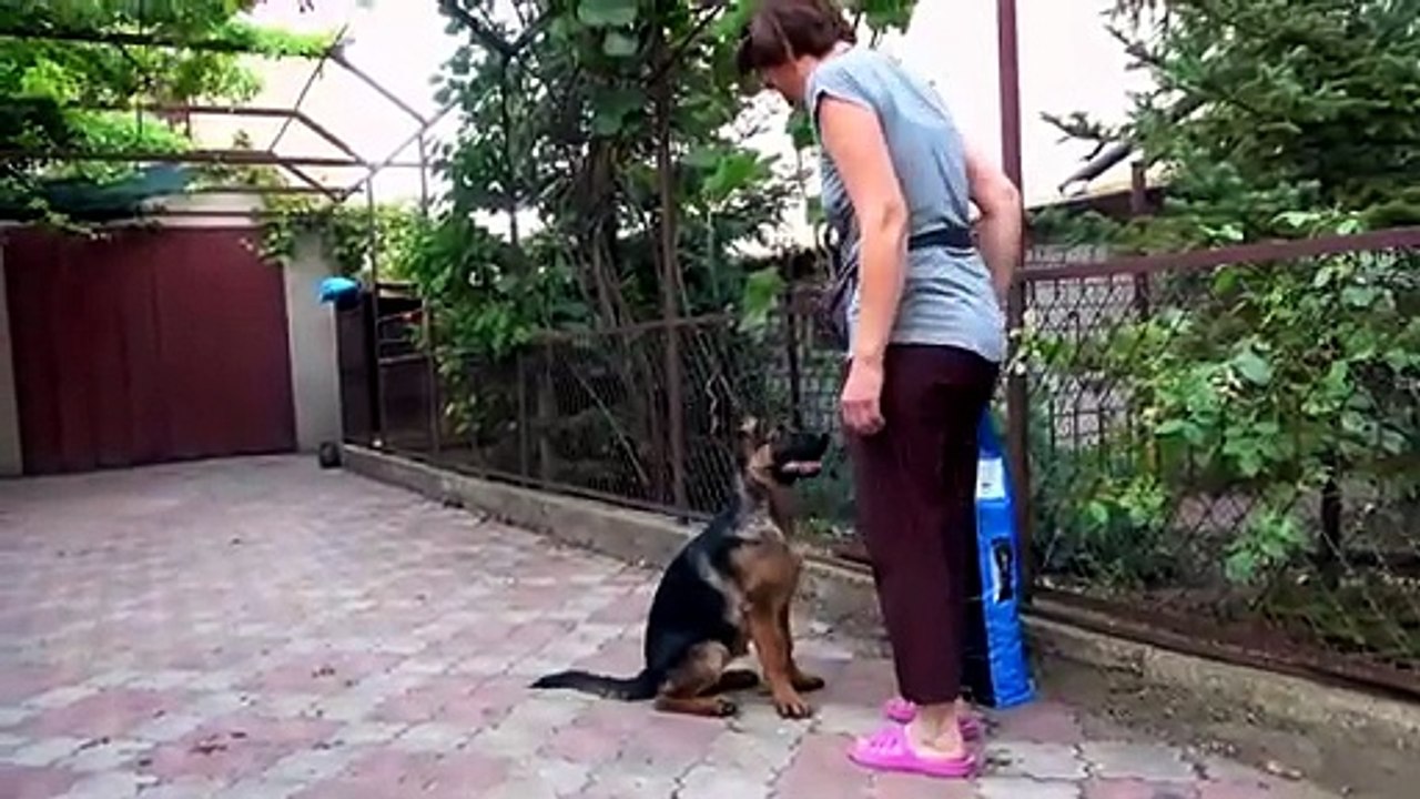 Smart and obedient German Shepherd puppy Sparta. Initial puppy training. Odessa