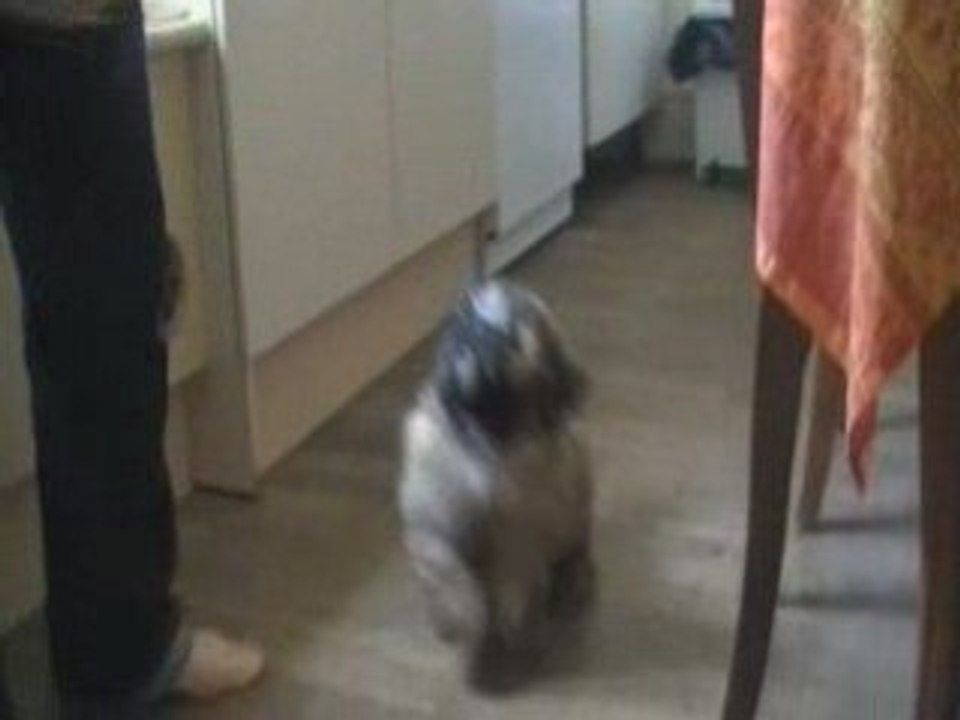 POTELEE