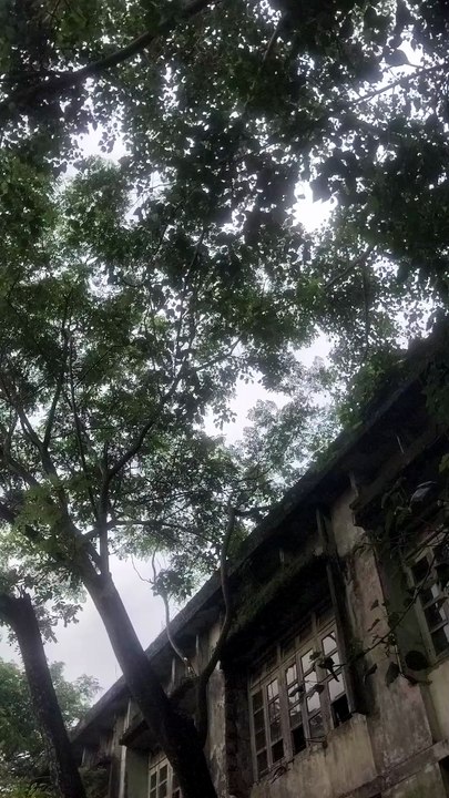 Something Just Flew Off from the Big Tree... Did You See It? 👀🌳
