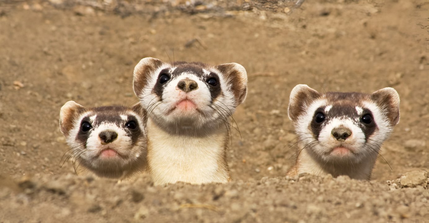 Nine American Animals That Might Never Be Seen Again