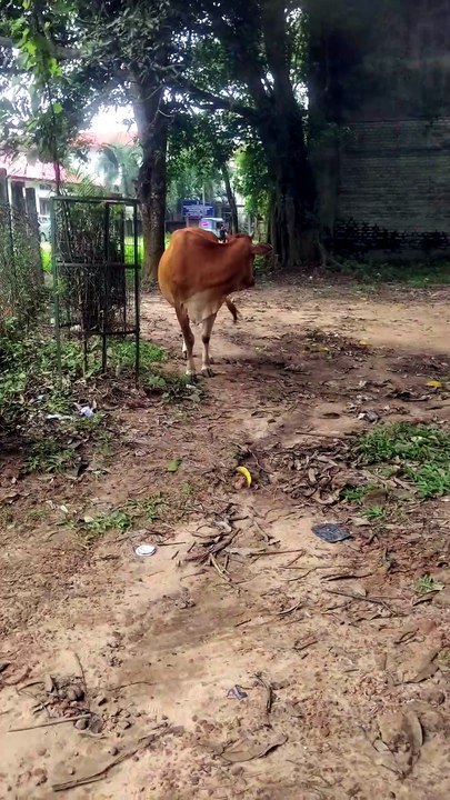 The unexpected sight of cows roaming around the city catches everyone's attention.