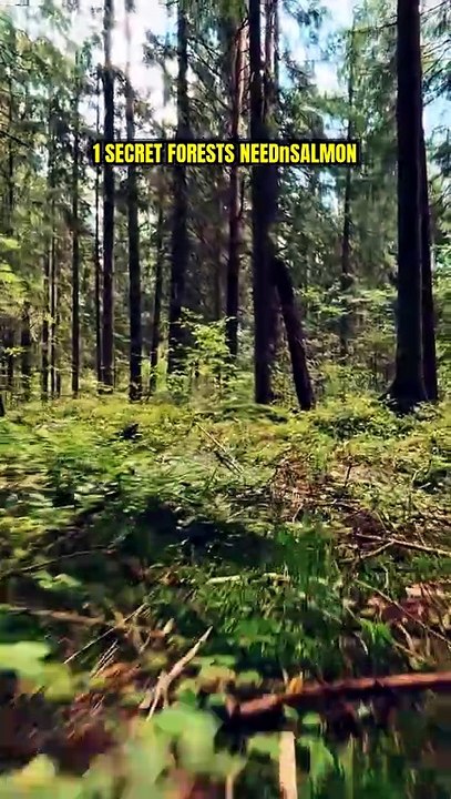 1 Secret! 🤫 Forests Need Salmon!