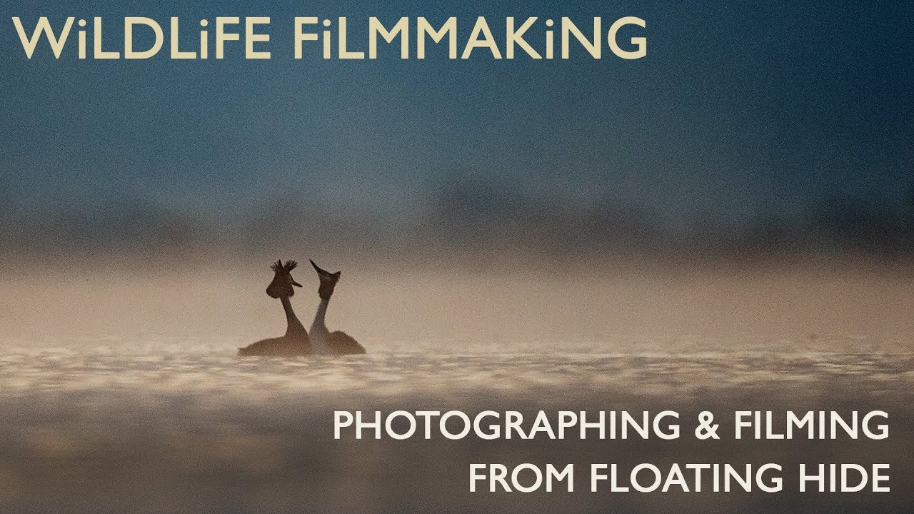 Filming & Photographing Wildlife from a Floating Hide | Great Crested Grebes Courtship dance