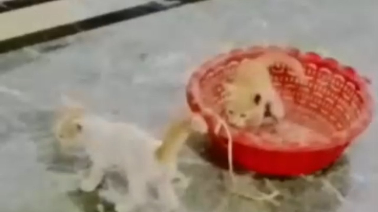 🐱 Tiny Kitten's First Adventure Will Melt Your Heart! 🥹❤️