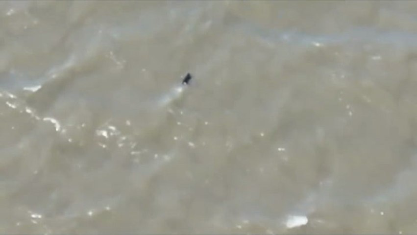 Missing dog is saved after getting lost and swimming out into San Francisco Bay