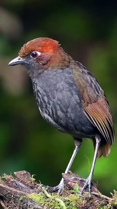 A beautiful bird, but I don't know its name 😂