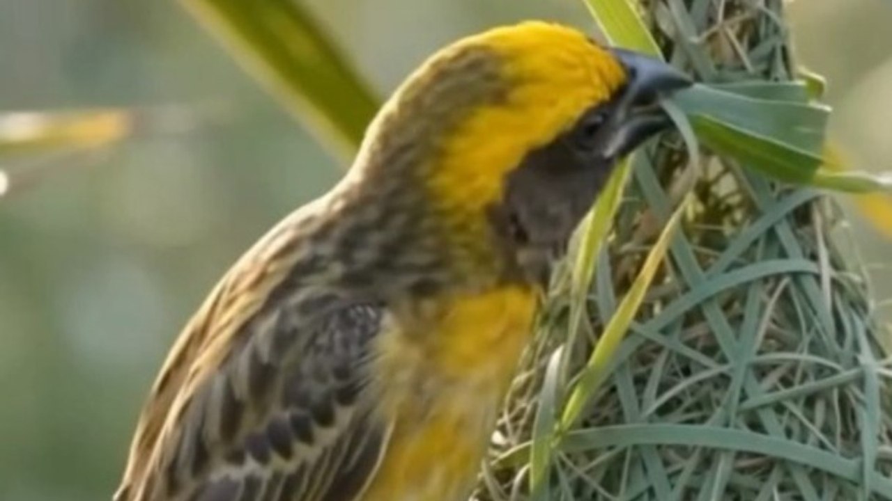 A bird is weaving nest.