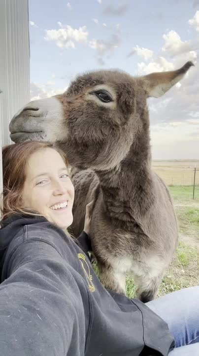 Donkey Enjoys Cuddles From Owner
