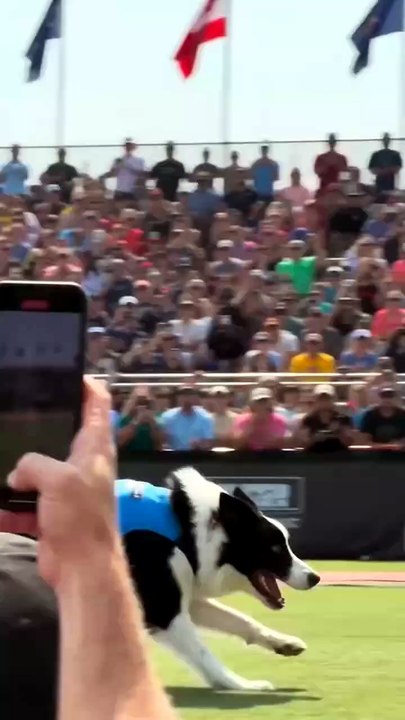 This Dog's Final Jump Broke the Internet!