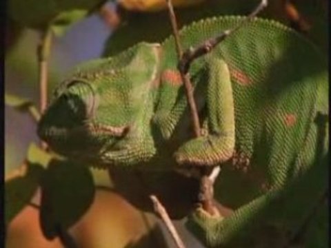 NATIONAL GEOGRAPHIC serpents d'Afrique.1