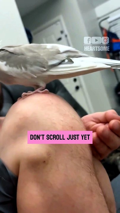 The owner reacts with pure surprise when his cockatiel lays an egg in his hand