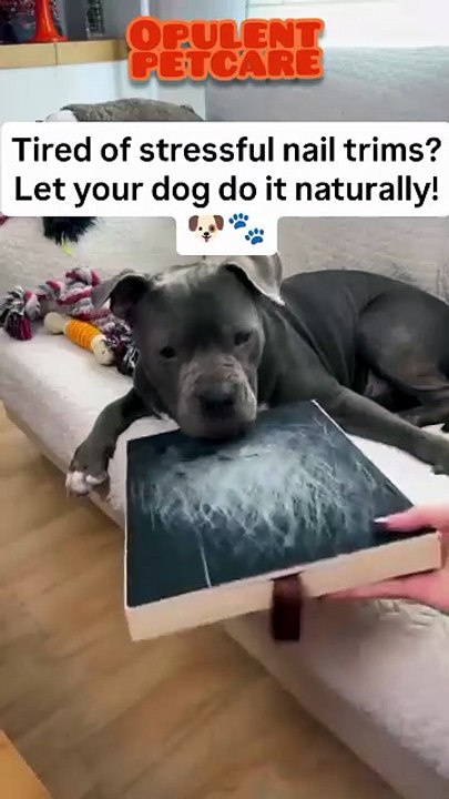 DIY Dog Nail File Board – No More Stressful Nail Trims