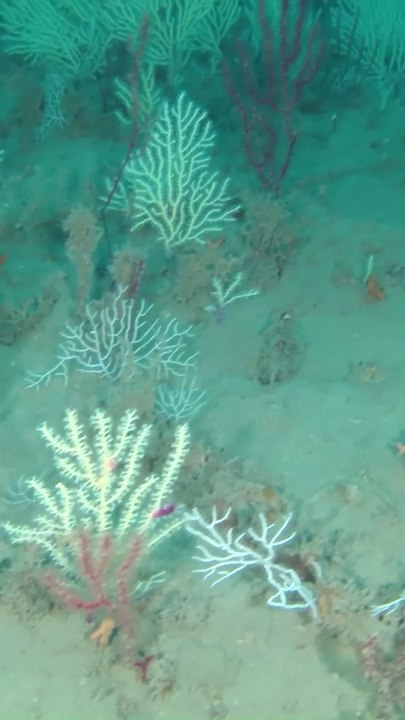 Coral reef presumed dead is rediscovered 'teeming with life'
