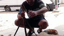 تربية حيوانات اليفه تربية الغنم
