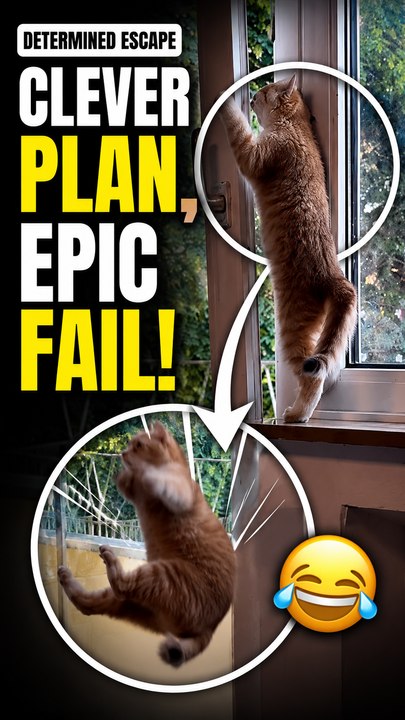 The curious cat reacts with pure surprise after slipping during her balcony escape