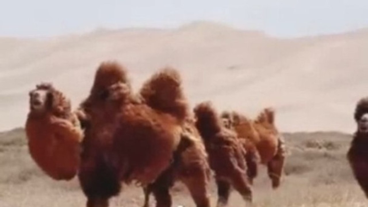 Camel The Desert Ghost