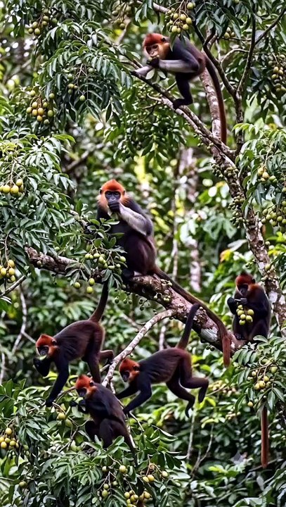 Monyet jurai merah makan buah kedondong