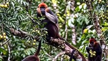 Monyet jurai merah makan buah kedondong