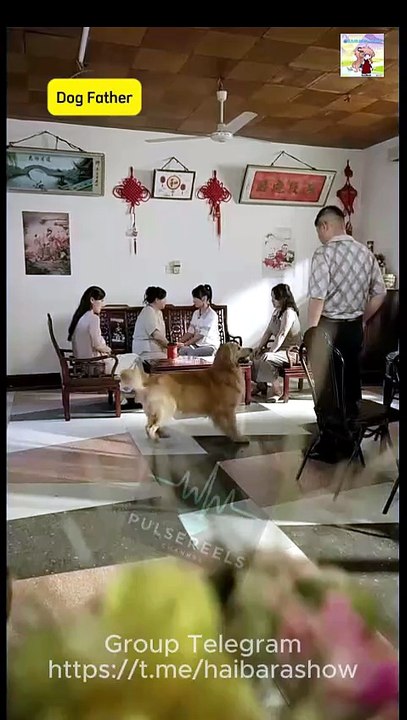 Dog Father