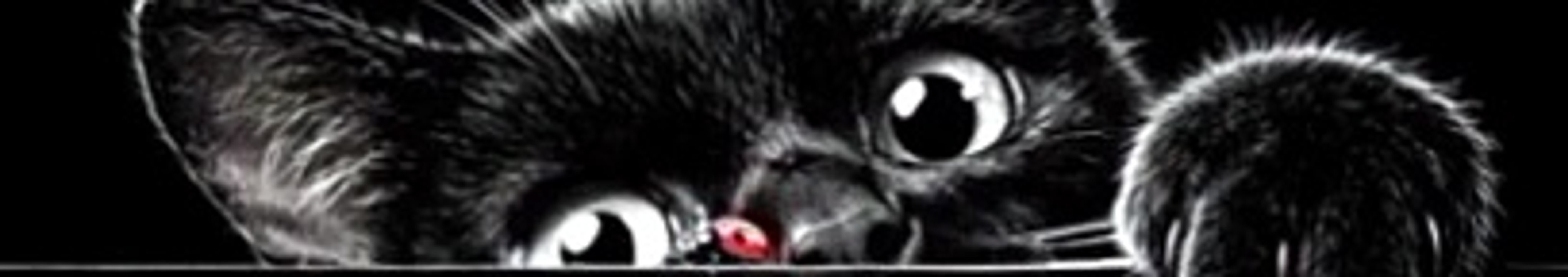 cats gif 3