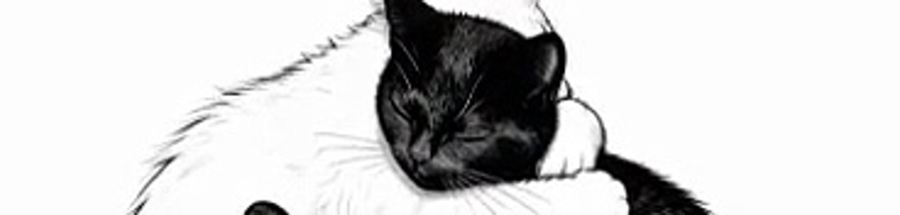 cats gif 2