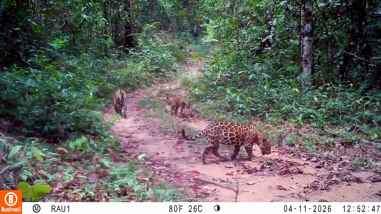 JAGUAR CAMARA TRAMPA