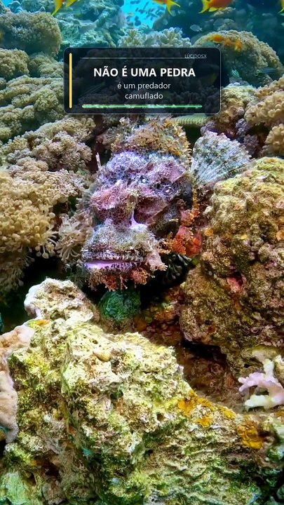 PEIXE-PEDRA ENGOLIU UM PEIXE EM UM INSTANTE! 😳 #shorts