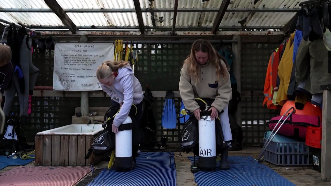 Internship program helps restore Tasmania's endangered giant kelp forests