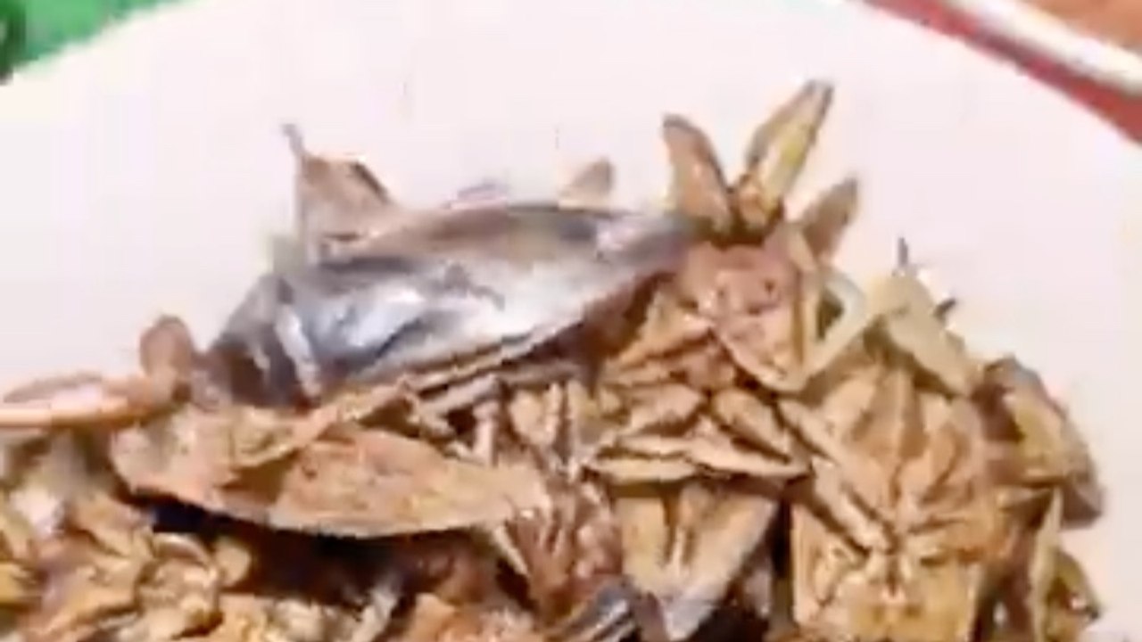 Thailand’s Giant Water Bug Sauce: Would You Taste Nam Prik Maeng Da?