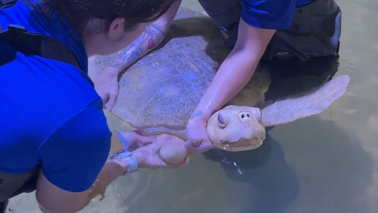 Heartwarming Rescue: Turtle Receives Prosthetic Fin for New Lease on Life