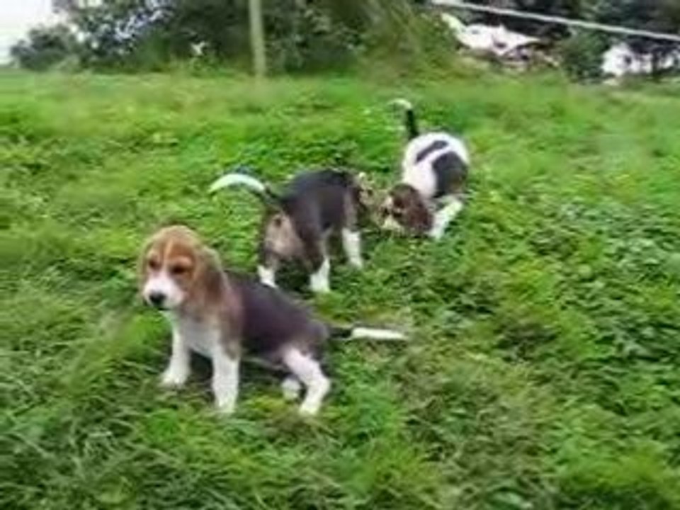 Chiots Beagle