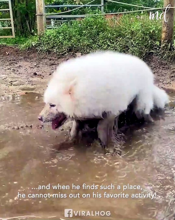 Fluffy white dog loves playing in mud 🐩