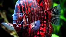 Red and black discus fish | Animals, Aquatic