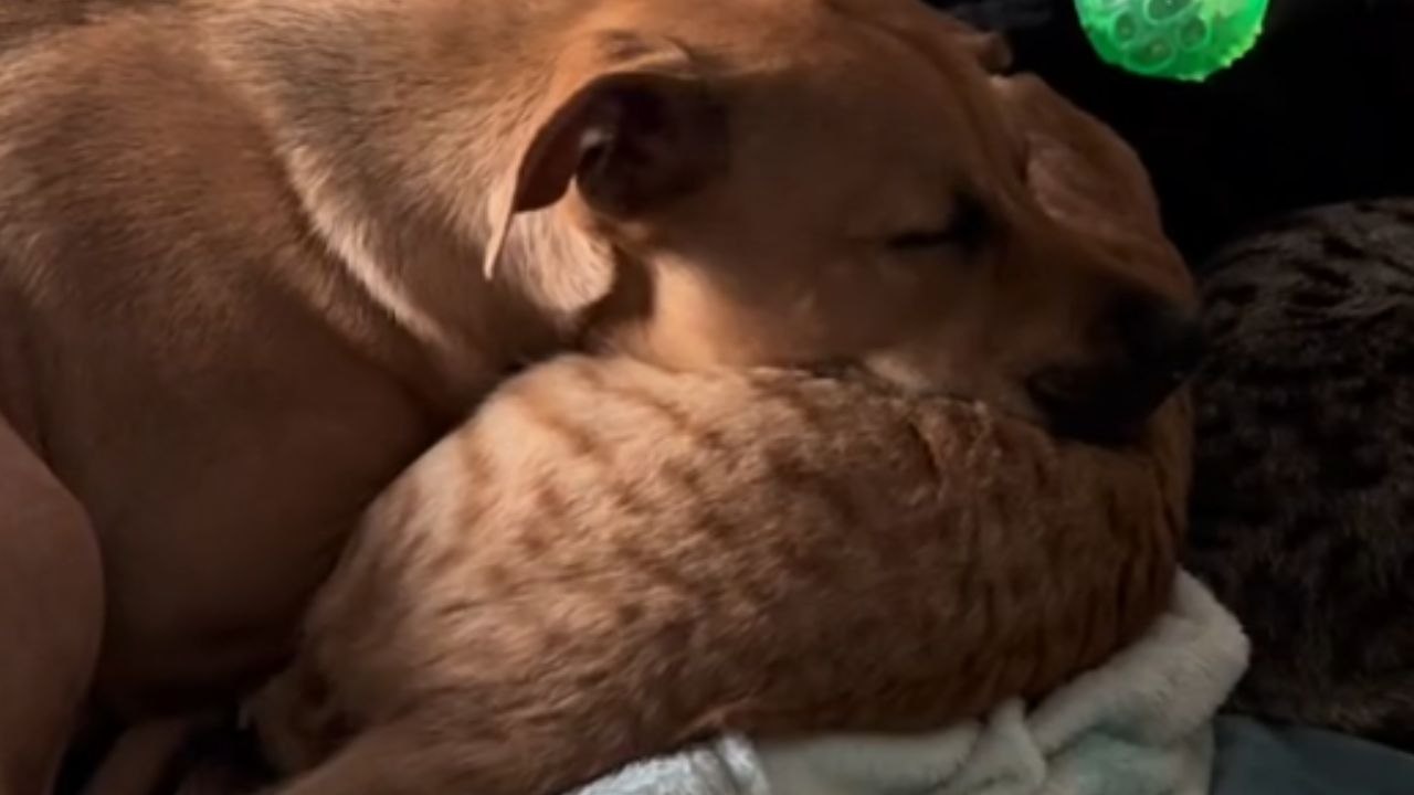 Heartwarming Moment: Cat and Dog Share an Adorable Snuggling Session