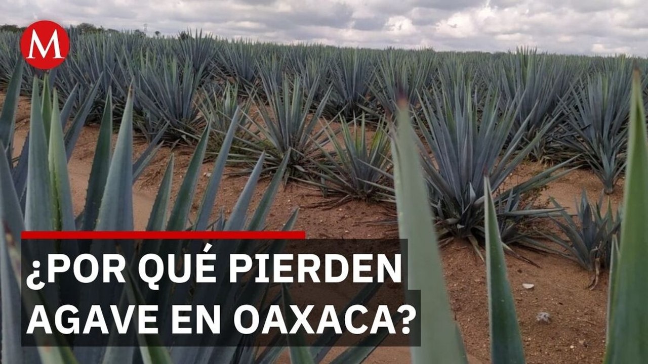 Productores de mezcal en Oaxaca prefieren perder cosechas antes que venderlas a precios bajos