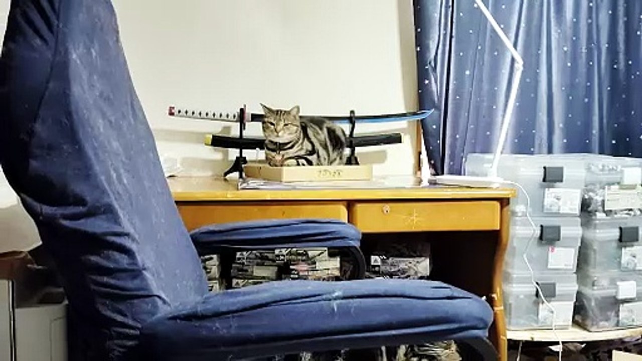 何故かピザの容器の上でくつろぐココア