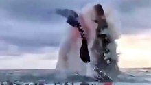 البلاديوم | هل الميجالدون ما زال حيا ؟! 🦈 سر خندق ماريانا 😱 #elpladum #اكسبلور #بحر #shark #معلومات