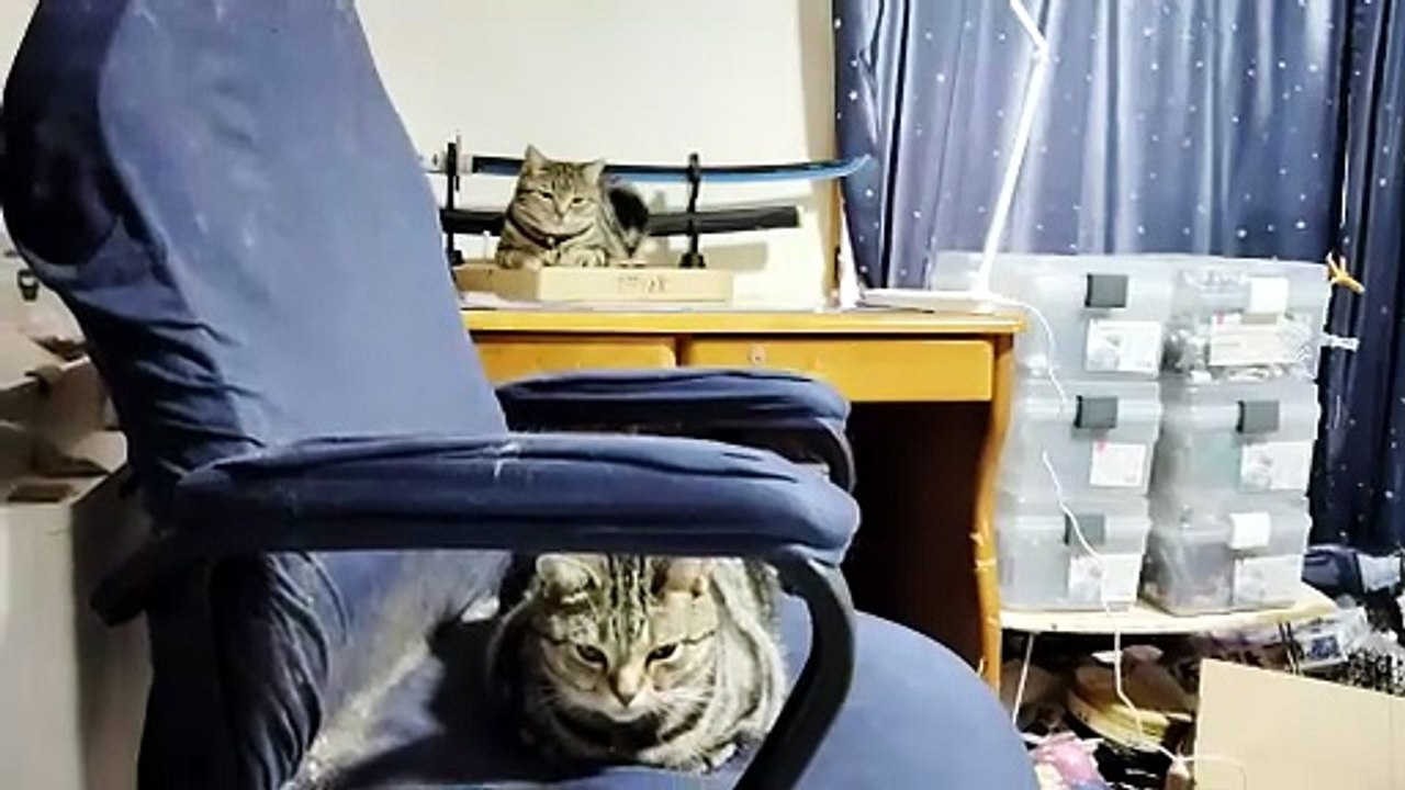 何故かピザの容器の上でくつろぐミア
