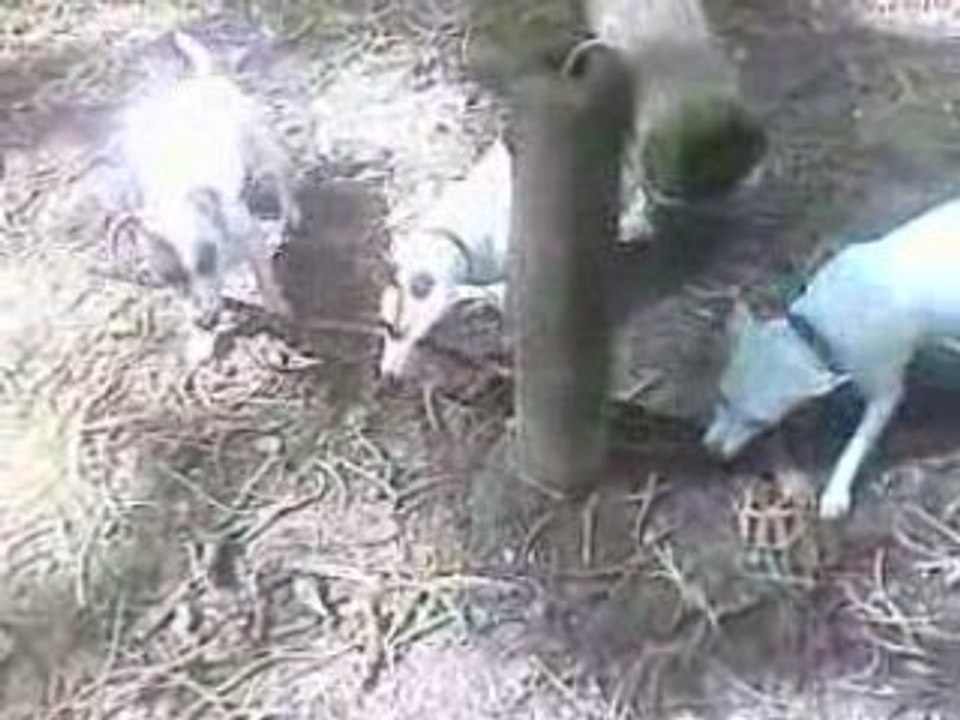 AROLD, TAFY ET BOBO EN FORET